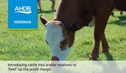 Introducing cattle into arable rotations to ‘beef’ up the profit margin webinar